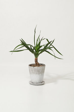 ザ ファーム ユニバーサル/the Farm UNIVERSALのドラセナ・パラオ