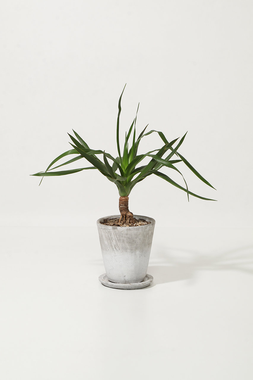 ザ ファーム ユニバーサル/the Farm UNIVERSALのドラセナ・パラオ(-/-)