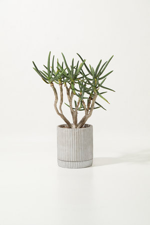 ザ ファーム ユニバーサル/the Farm UNIVERSALのアロエ・ラモシシマ