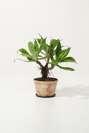 ザ ファーム ユニバーサル/the Farm UNIVERSALのアガベ・アテナータ 多頭