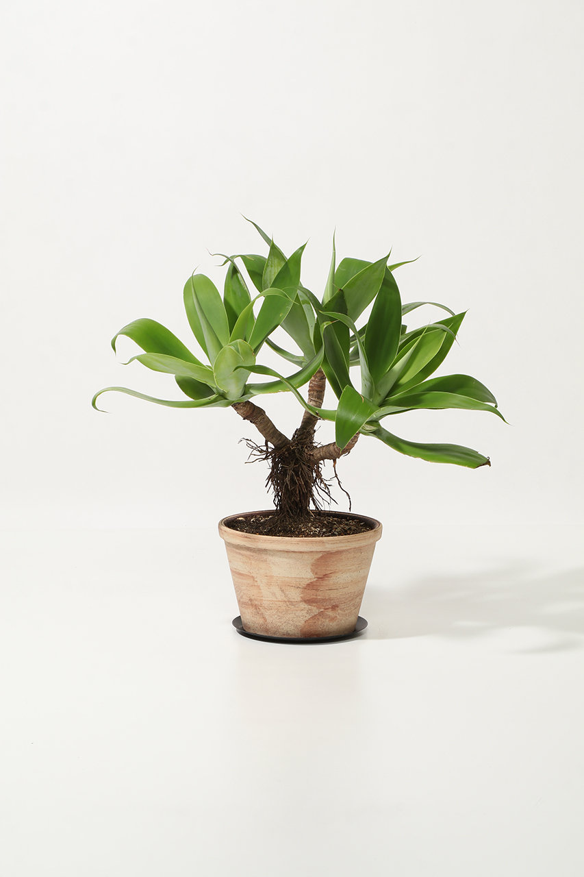 ザ ファーム ユニバーサル/the Farm UNIVERSALのアガベ・アテナータ 多頭(-/-)