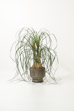 ザ ファーム ユニバーサル/the Farm UNIVERSALのトックリラン