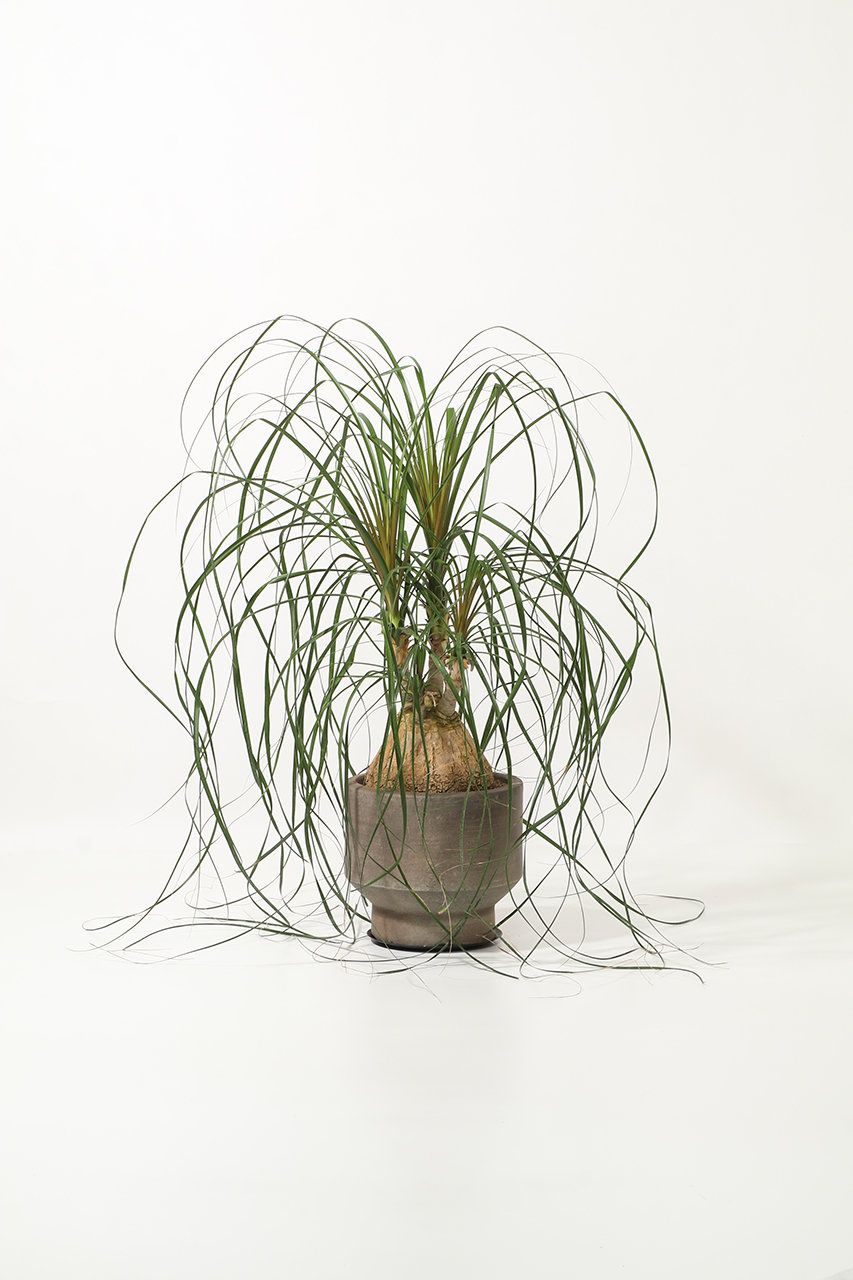 ザ ファーム ユニバーサル/the Farm UNIVERSALのトックリラン(-/-)