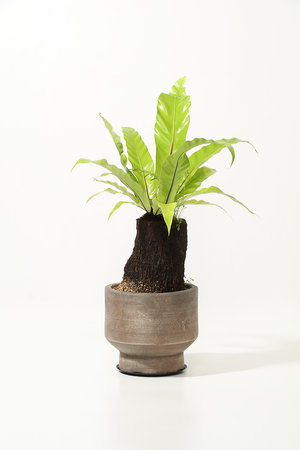 ザ ファーム ユニバーサル/the Farm UNIVERSALのオオタニワタリ ヘゴ付