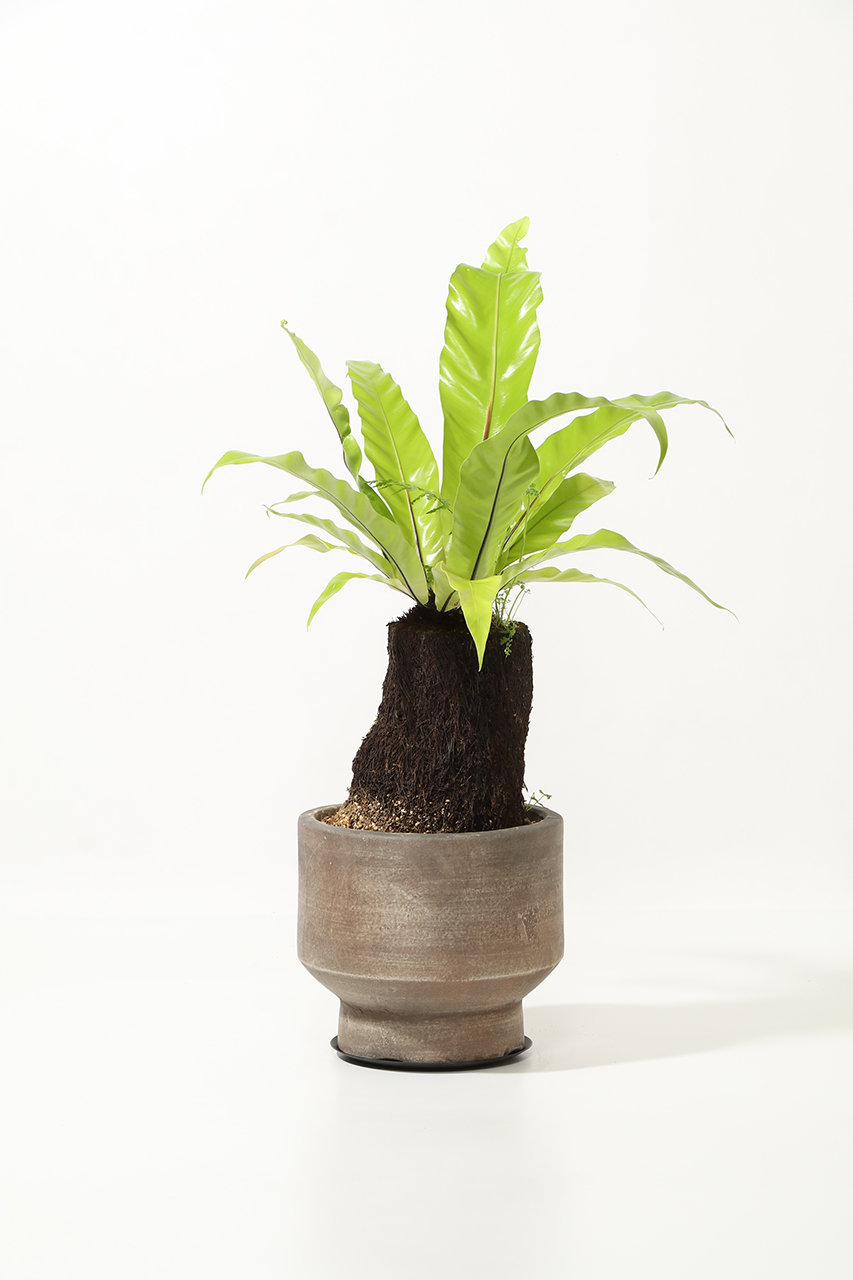 ザ ファーム ユニバーサル/the Farm UNIVERSALのオオタニワタリ ヘゴ付(-/-)