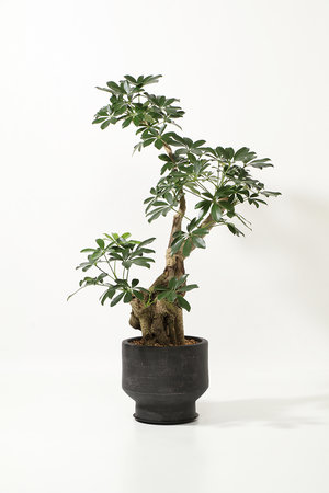 ザ ファーム ユニバーサル/the Farm UNIVERSALのシェフレラ・ホンコン