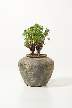 ザ ファーム ユニバーサル/the Farm UNIVERSALのアエオニウム・リバーストーン