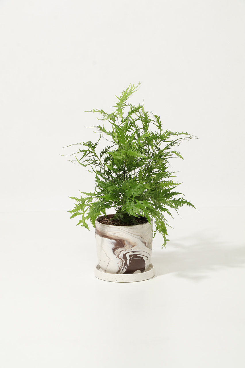 ザ ファーム ユニバーサル/the Farm UNIVERSALのプテリス・リバートニア(-/-)