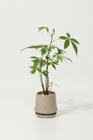 ザ ファーム ユニバーサル/the Farm UNIVERSALのパキラ