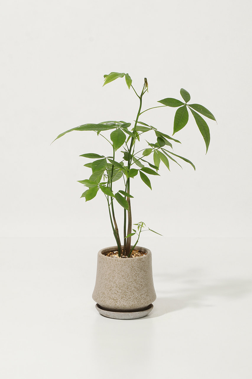 ザ ファーム ユニバーサル/the Farm UNIVERSALのパキラ(-/-)