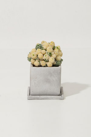 ザ ファーム ユニバーサル/the Farm UNIVERSALのサボテン 小春日和