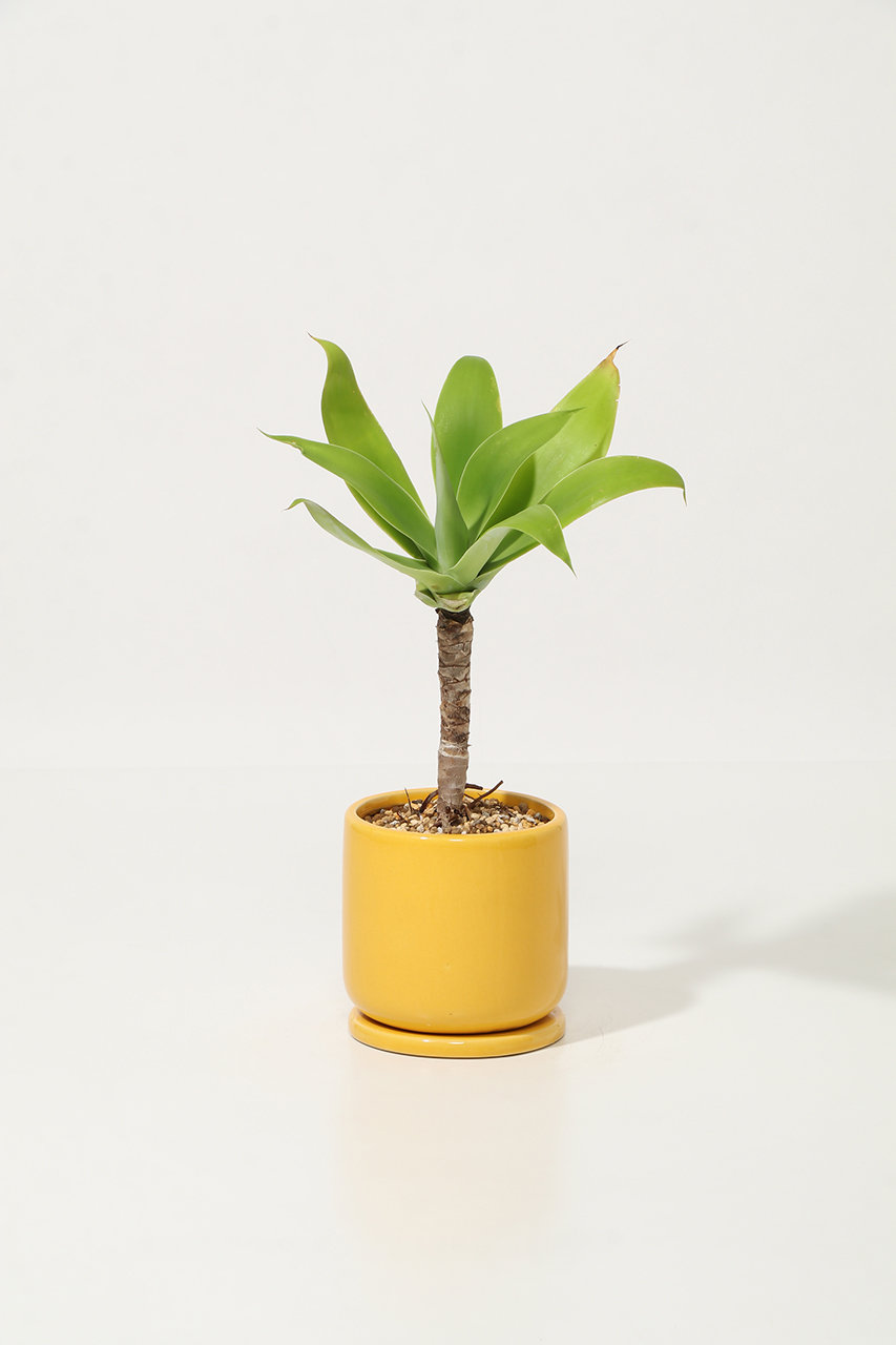 ザ ファーム ユニバーサル/the Farm UNIVERSALのアガベ・アテナータ(-/-)