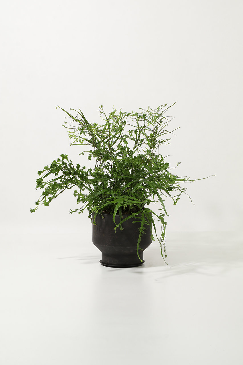 ザ ファーム ユニバーサル/the Farm UNIVERSALのプテリス・ロウェリー(-/-)