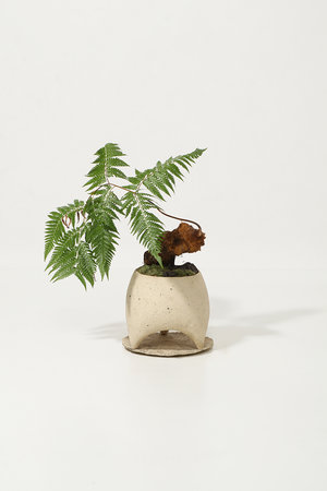 ザ ファーム ユニバーサル/the Farm UNIVERSALのキンモウコウ 鉢付