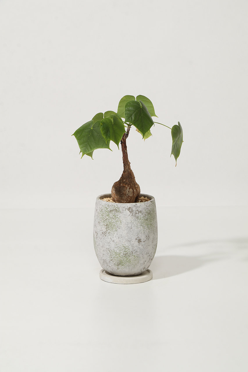 ザ ファーム ユニバーサル/the Farm UNIVERSALのフェルミアナ・コロラータ(-/-)