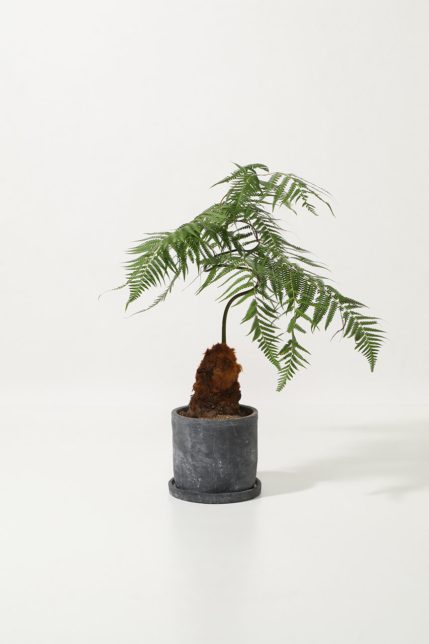 ザ ファーム ユニバーサル/the Farm UNIVERSALのキンモウコウ(-/-)