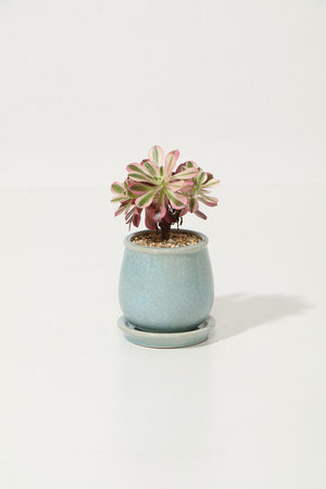 ザ ファーム ユニバーサル/the Farm UNIVERSALのアエオニウム・ピンクウィッチ(510600/510605)