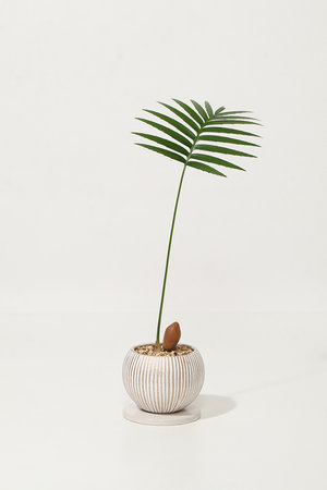 ザ ファーム ユニバーサル/the Farm UNIVERSALのディオン・スピヌロスム(510600/510605)