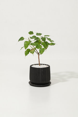 ザ ファーム ユニバーサル/the Farm UNIVERSALのフィカス・レジリオーサ(510600/510605)