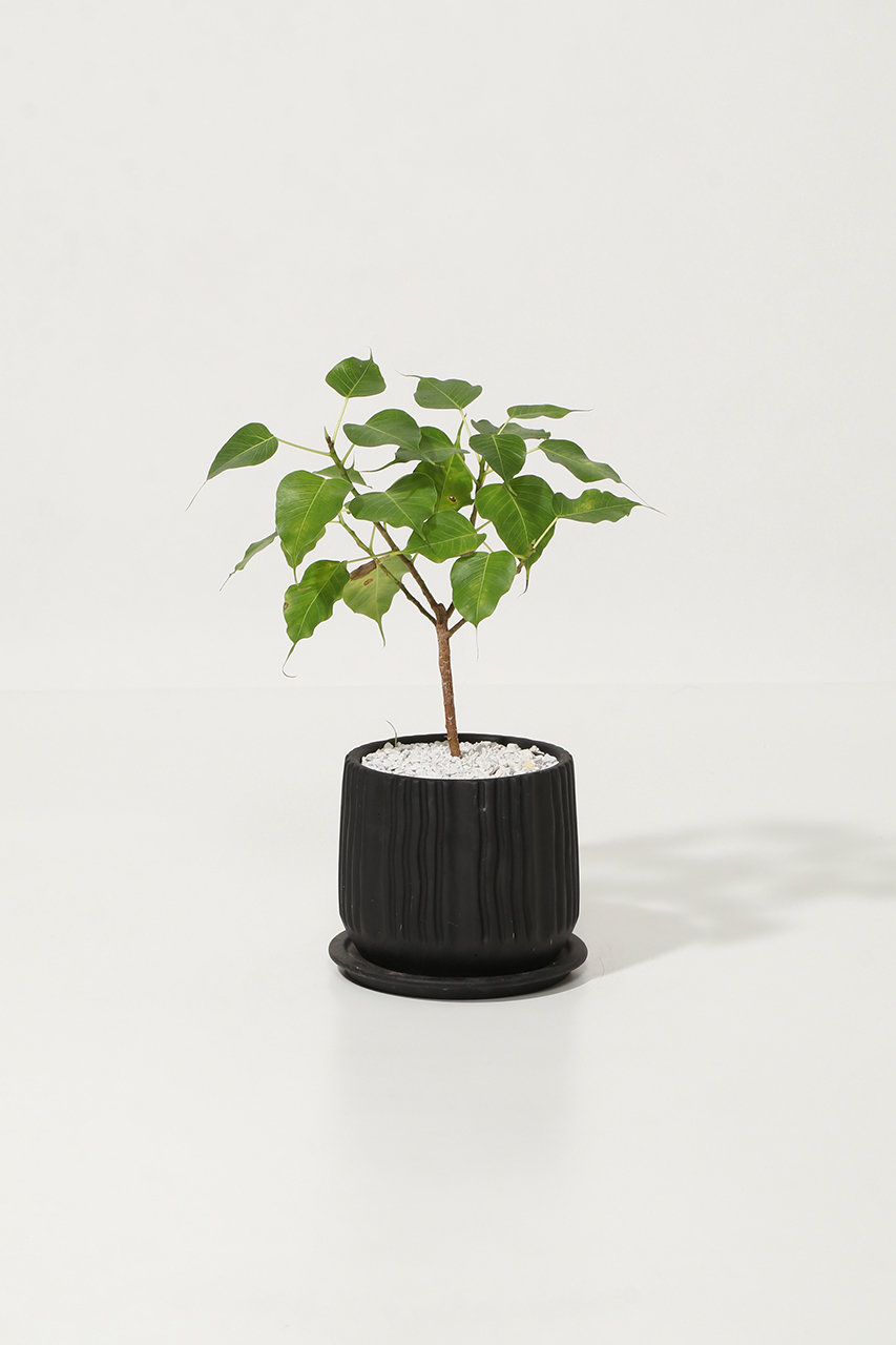 ザ ファーム ユニバーサル/the Farm UNIVERSALのフィカス・レジリオーサ(-/-)