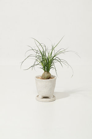 ザ ファーム ユニバーサル/the Farm UNIVERSALのトックリラン(510600/510605)