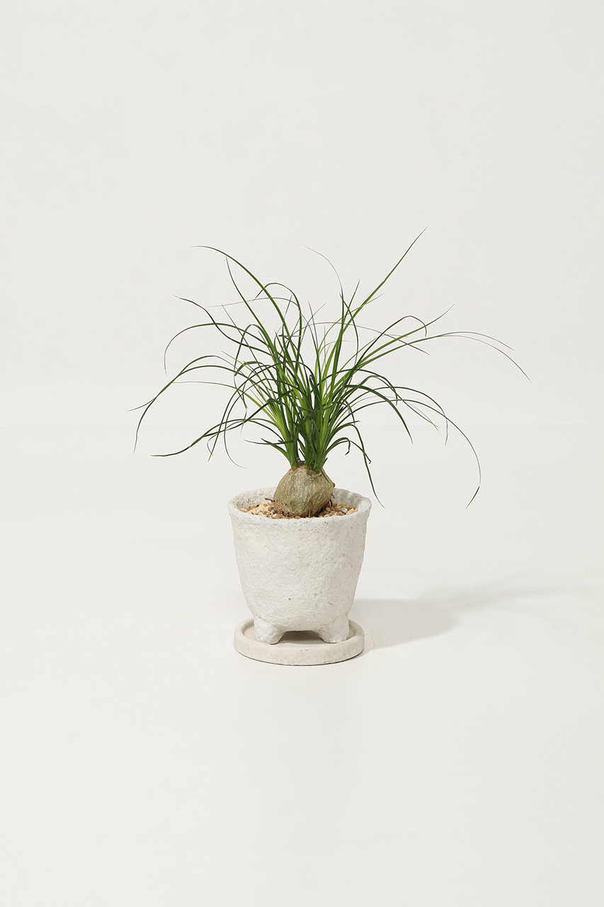 ザ ファーム ユニバーサル/the Farm UNIVERSALのトックリラン(-/-)