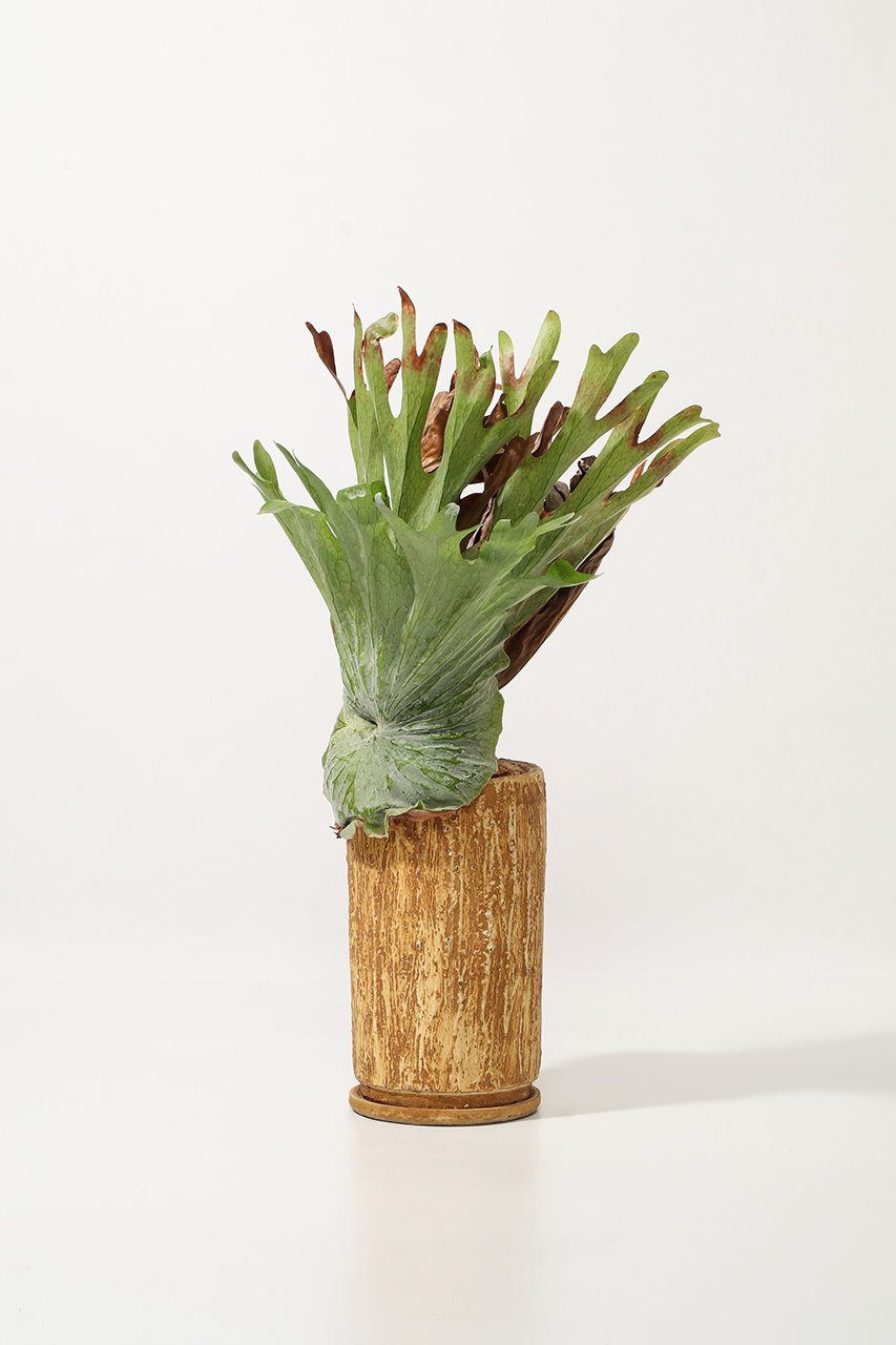 ザ ファーム ユニバーサル/the Farm UNIVERSALのビカクシダ・グランデ(-/-)