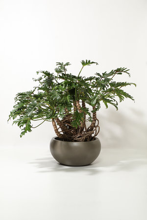 ザ ファーム ユニバーサル/the Farm UNIVERSALのクッカバラ(510600/510605)