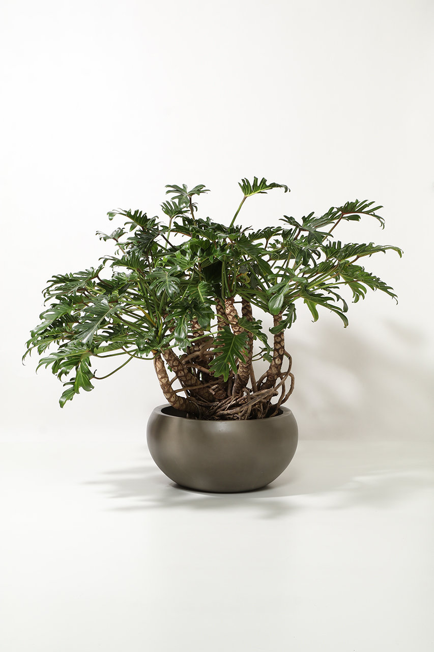 ザ ファーム ユニバーサル/the Farm UNIVERSALのクッカバラ(-/-)