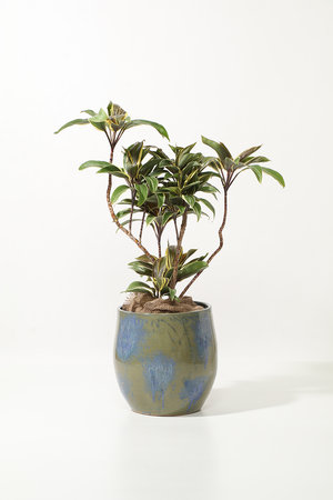 ザ ファーム ユニバーサル/the Farm UNIVERSALのコルディリネ・チョコレートクイーン(510600/510605)