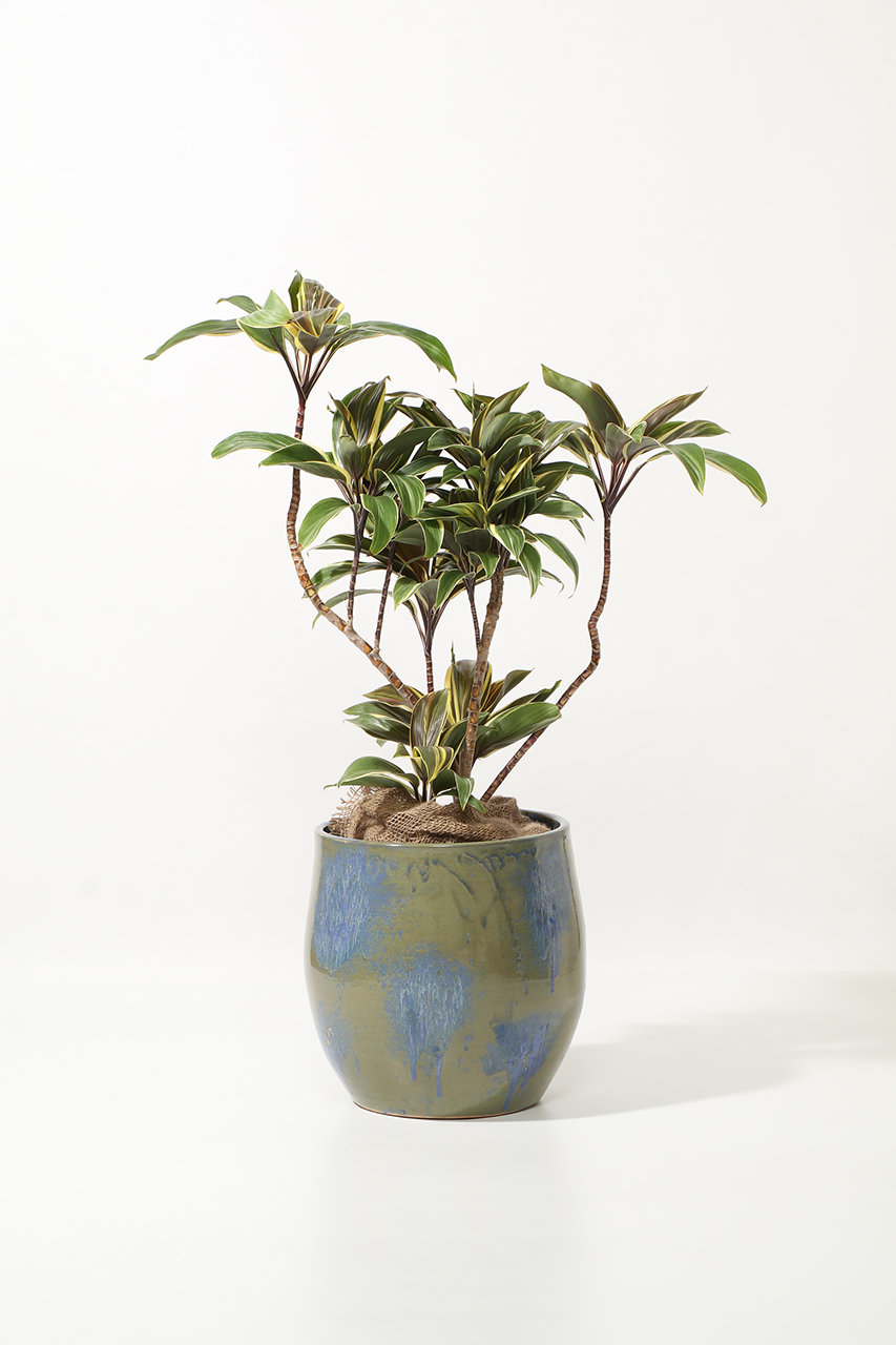 ザ ファーム ユニバーサル/the Farm UNIVERSALのコルディリネ・チョコレートクイーン(-/-)