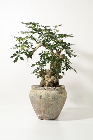 ザ ファーム ユニバーサル/the Farm UNIVERSALのシェフレラ・ホンコン(510600/510605)