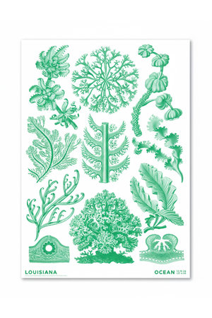 ルイジアナ近代美術館/LOUISIANA MUSEUM OF MODERN ARTの【ポスター】ヘッケル／Florideae Ocean green (2024)【メーカー取り寄せ】(510500/510501)