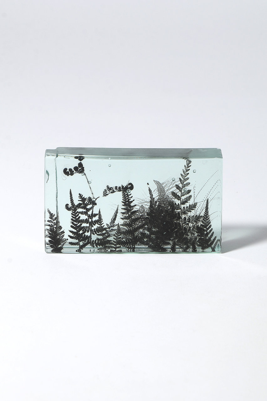 マツヤマ ミエ/Mie MatsuyamaのBotanical Cube シダの庭 I(-/3)