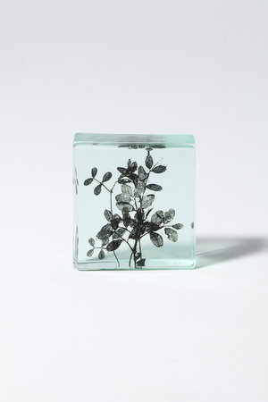 マツヤマ ミエ/Mie MatsuyamaのBotanical Cube 早春のカラスノエンドウ(510500/510503)