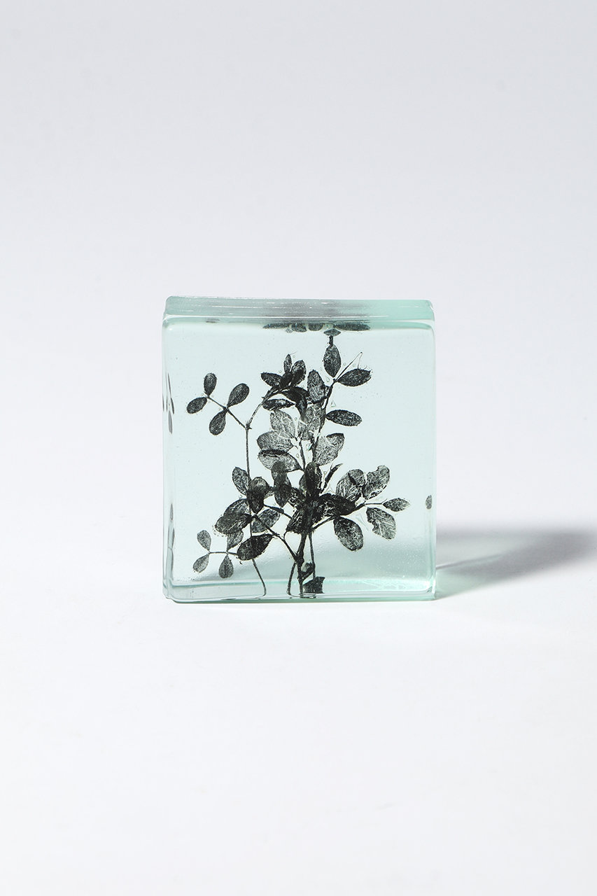 マツヤマ ミエ/Mie MatsuyamaのBotanical Cube 早春のカラスノエンドウ(-/6)