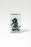 Botanical Cube 早春のカラスノエンドウ